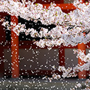 桜李歌(オリカ)霊能者