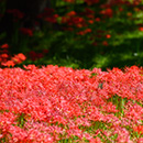 花夢里(カムリ)霊能者