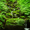 琉々葉(ルルハ)霊能者